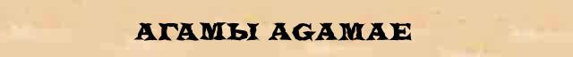 Агамы (Agamae) краткая биография(статья) в универсальной энциклопедии Ф. А. Брокгауз — И. А. Ефрон 